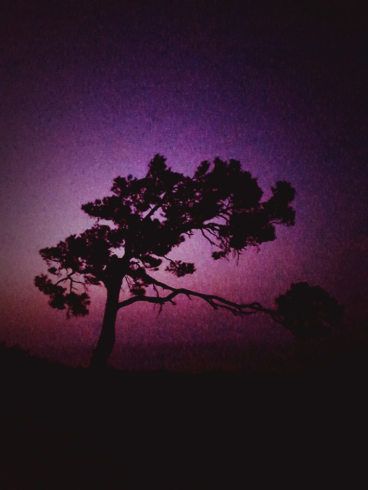 tree, nature, summer, love