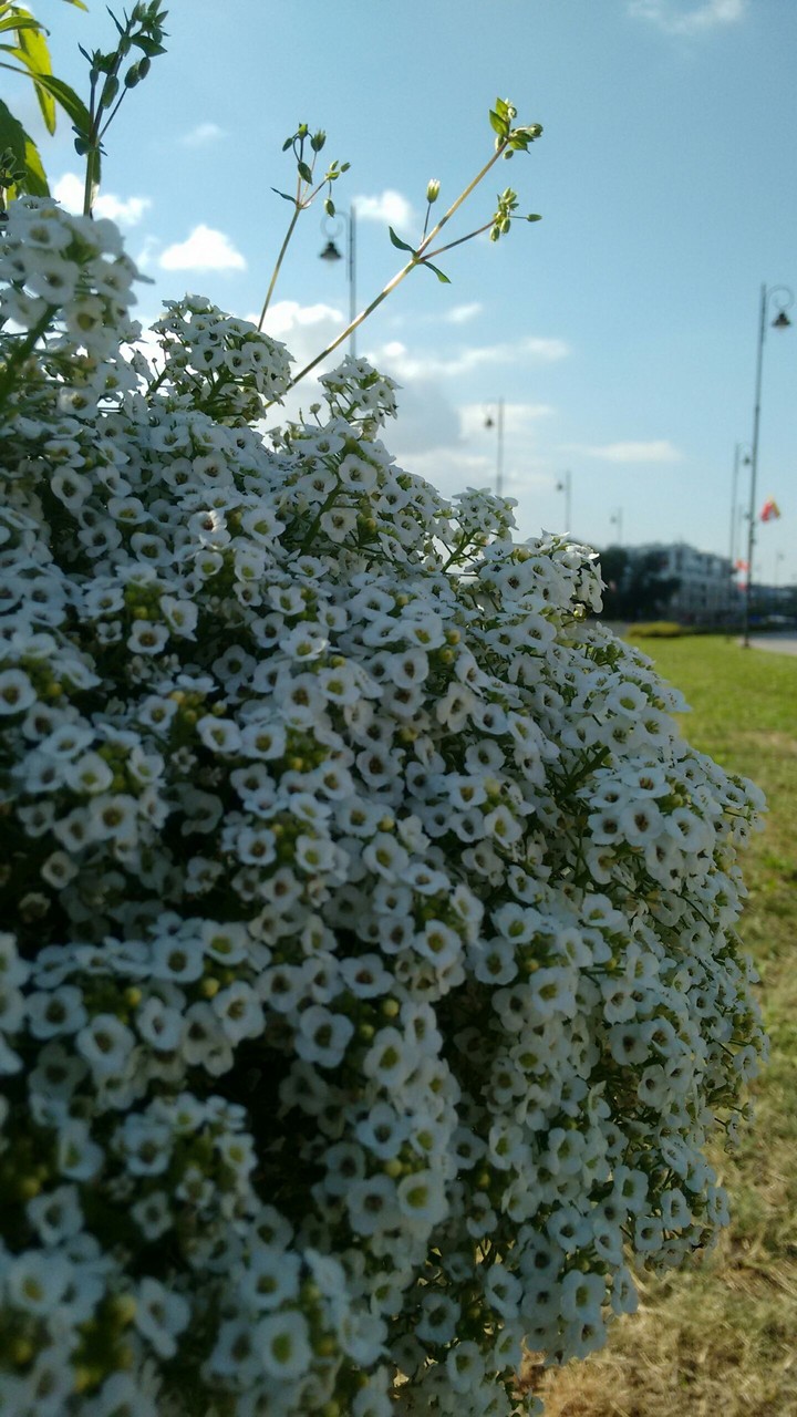 white flowers