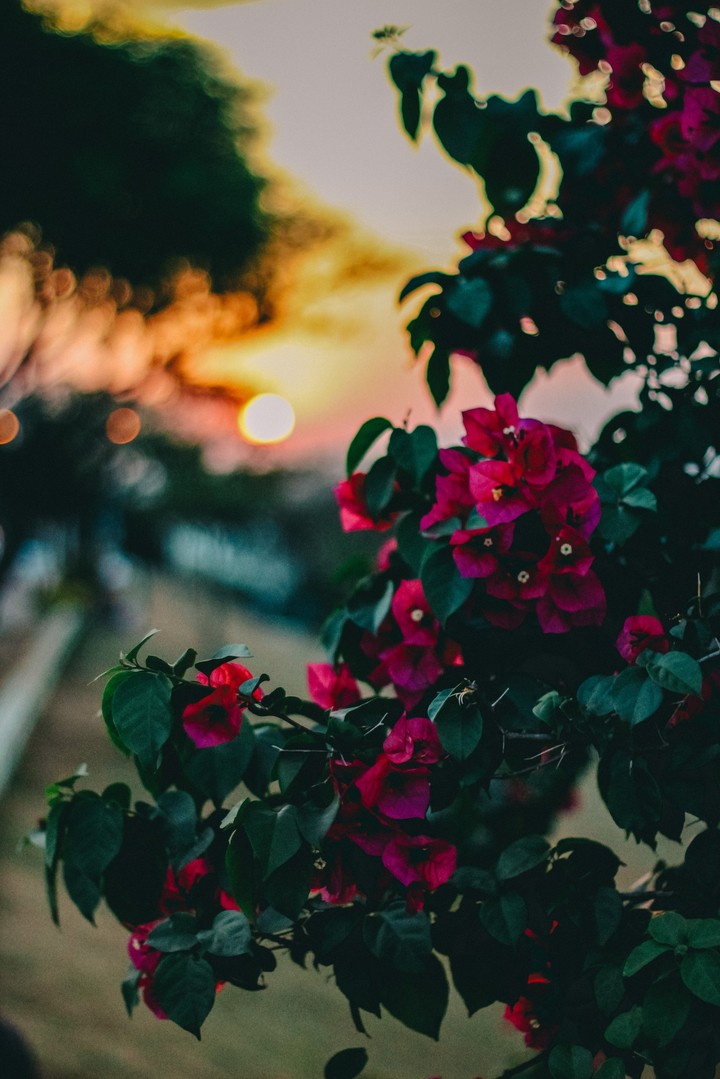 Setting Sun