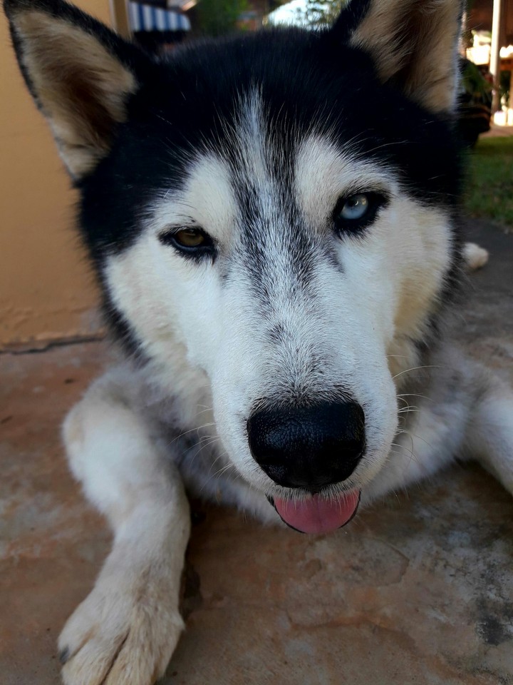 a dog