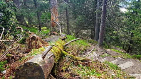Fallen tree