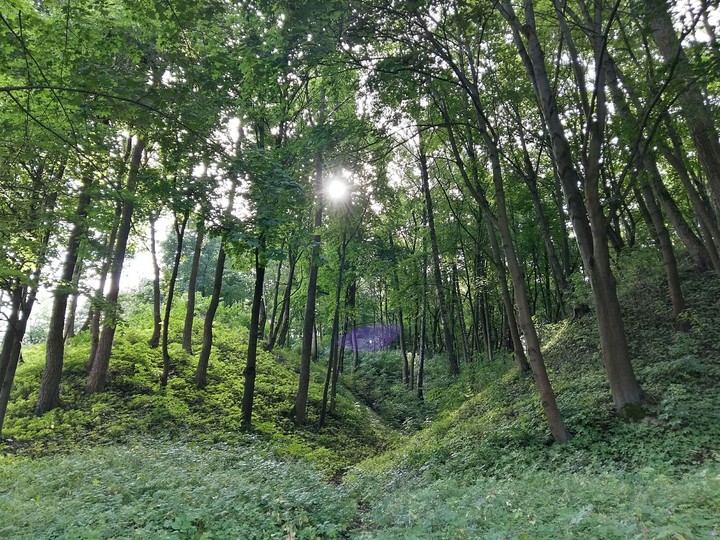 LT Forest