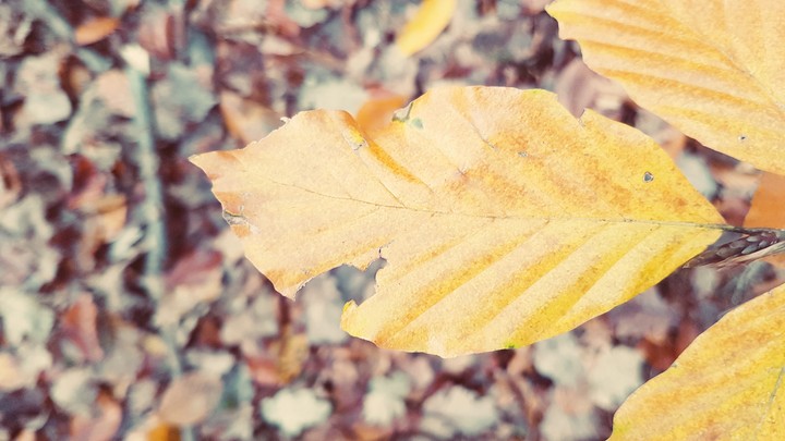 autumn leaves