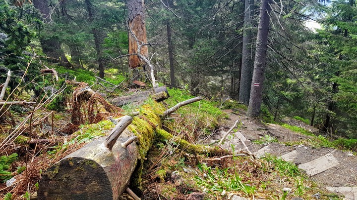 Fallen tree