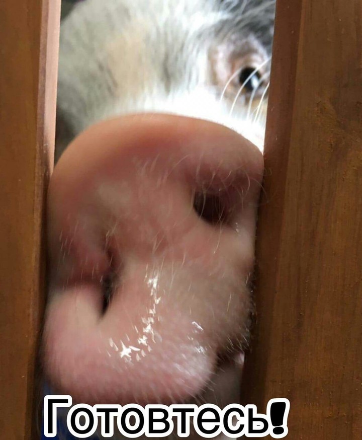 ***