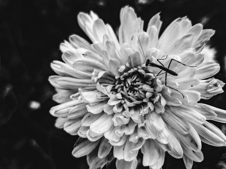 grasshopper bnw
