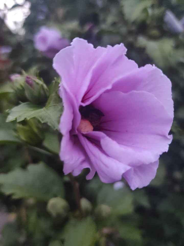 flower