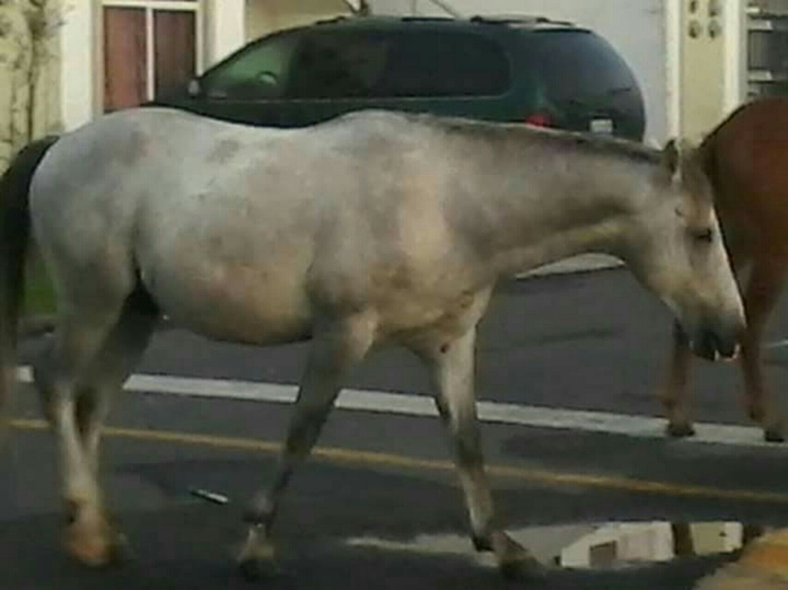 Caballo urbano