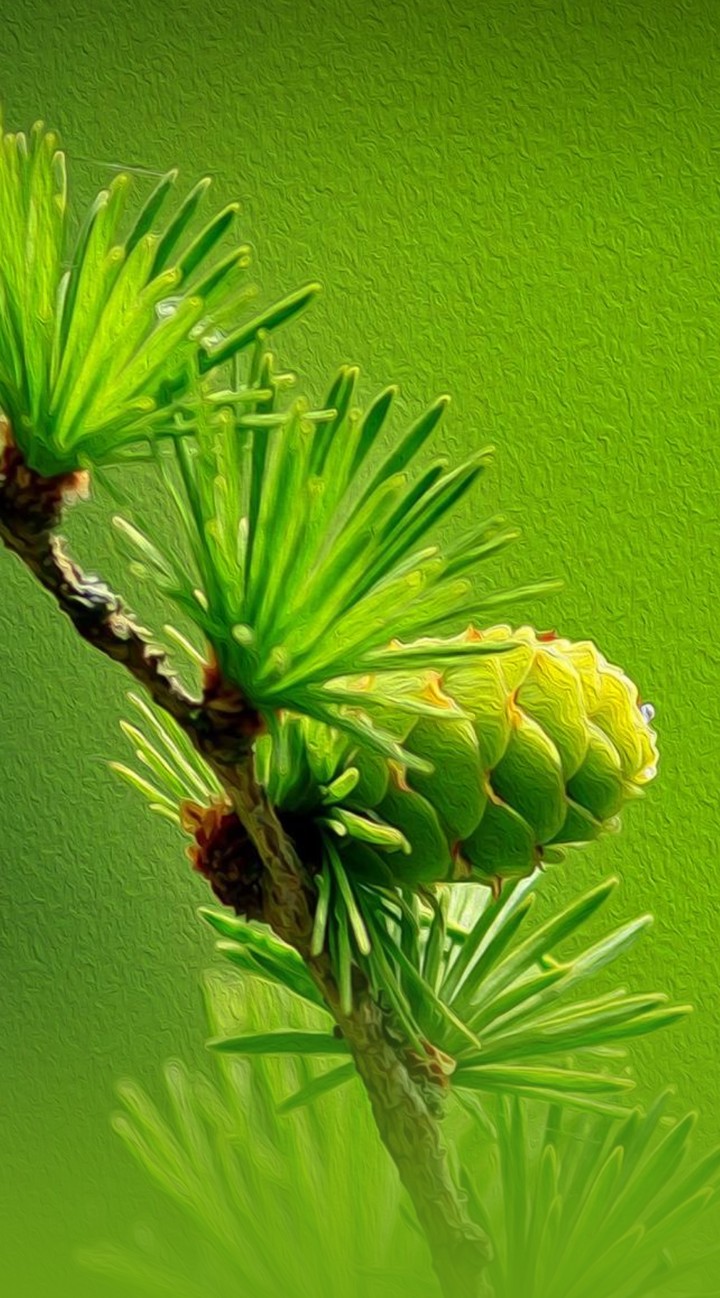 Larch cones