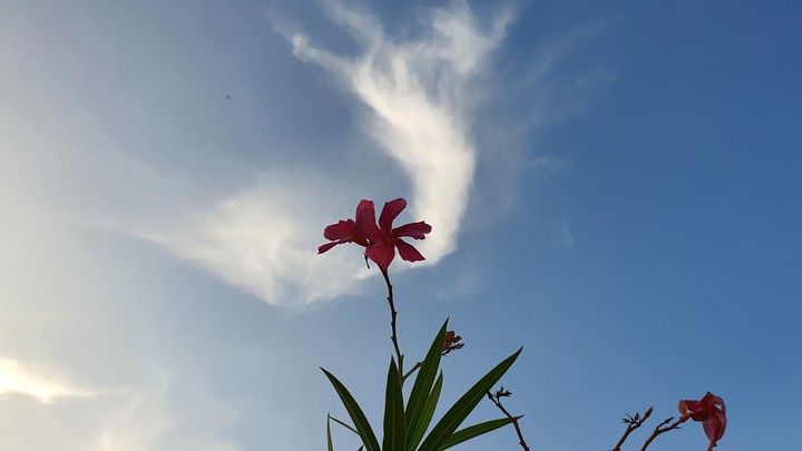 cloud flower