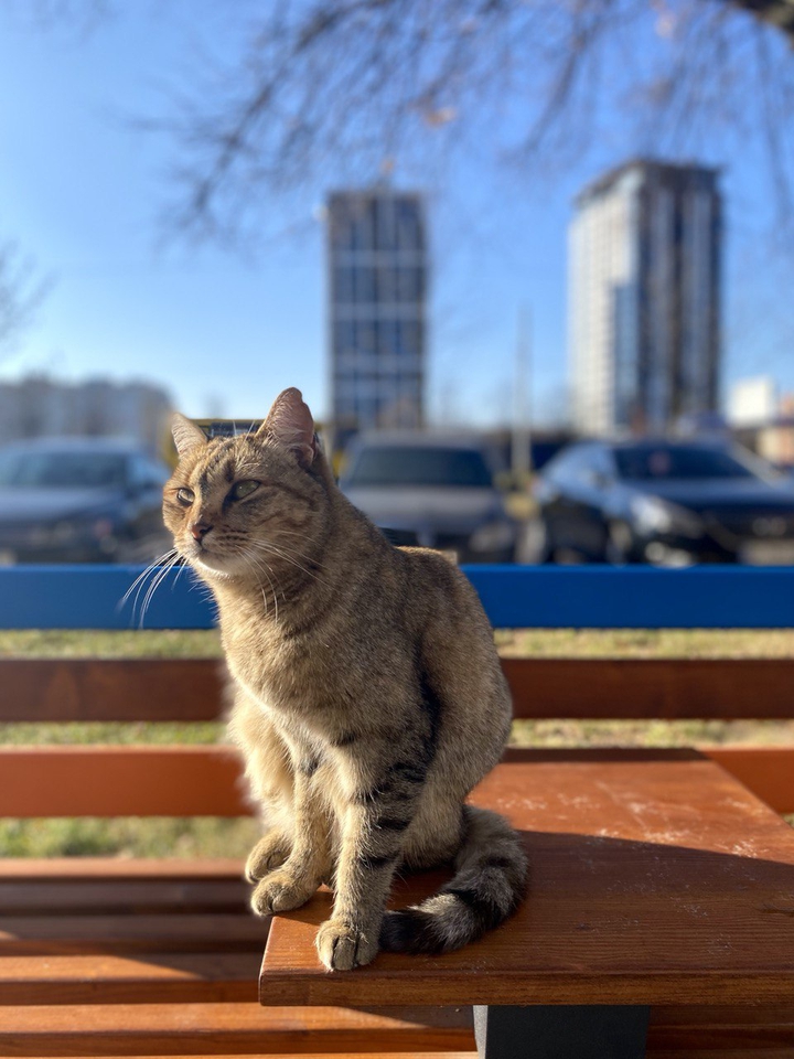 cat and city