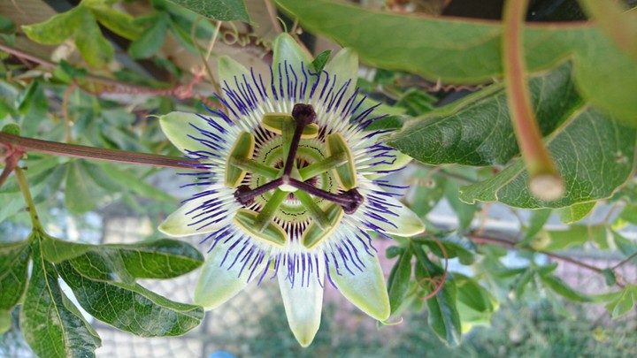 Passiflora