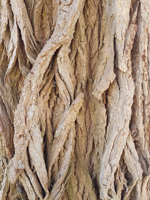 Old tree