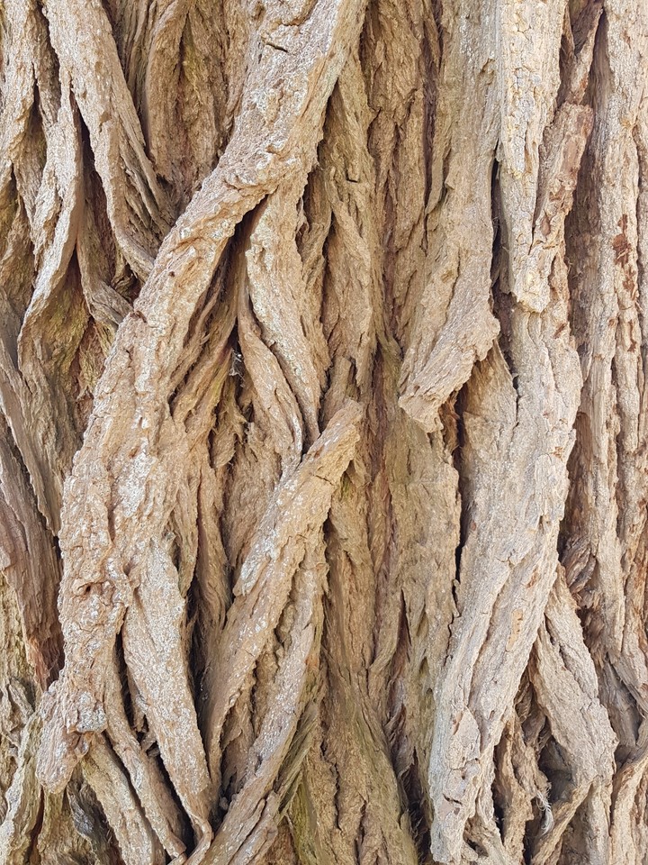 Old tree