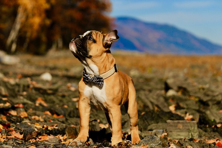 Dog