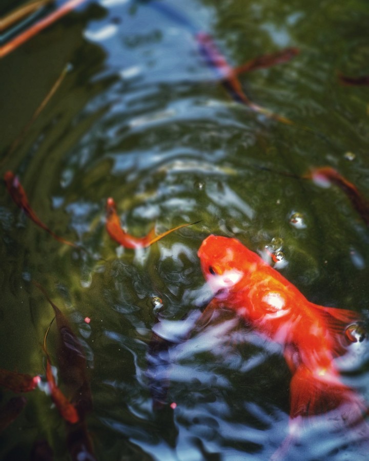 Gold Fish