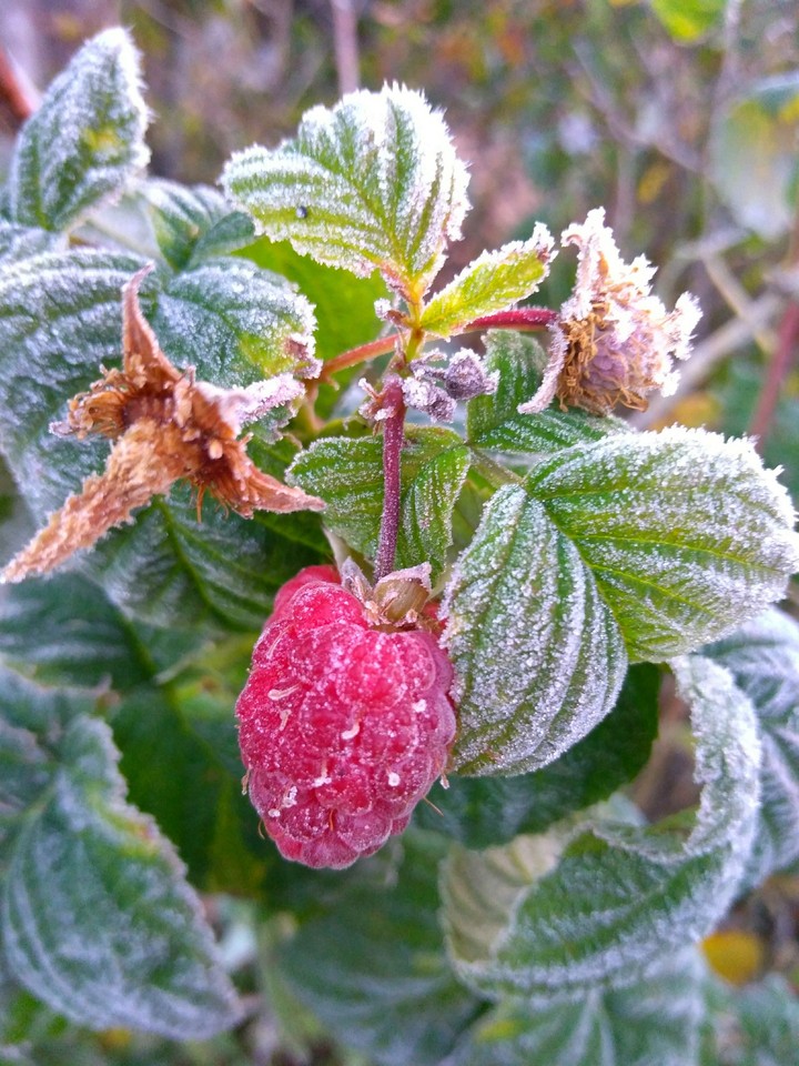 strawberry