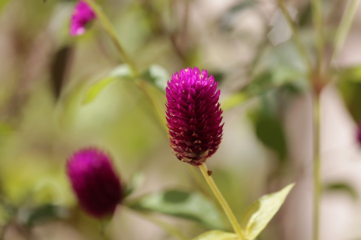 flower