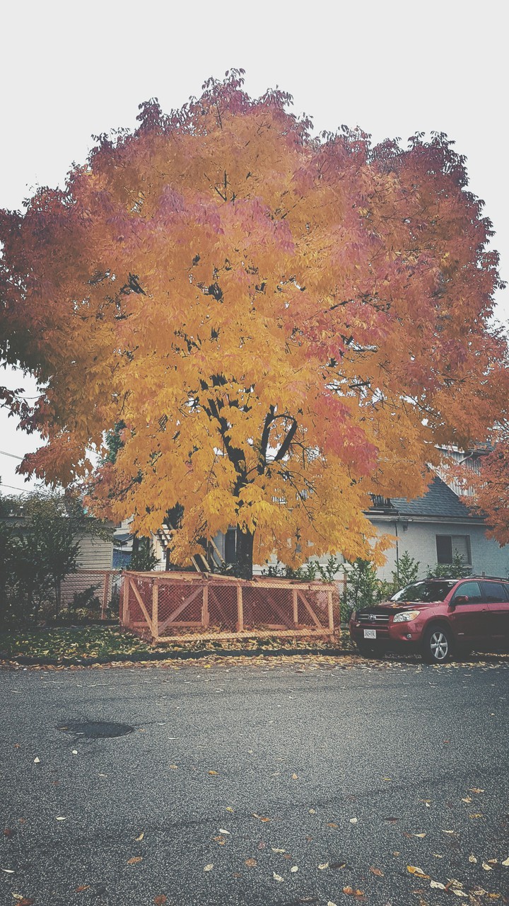Fallinfall