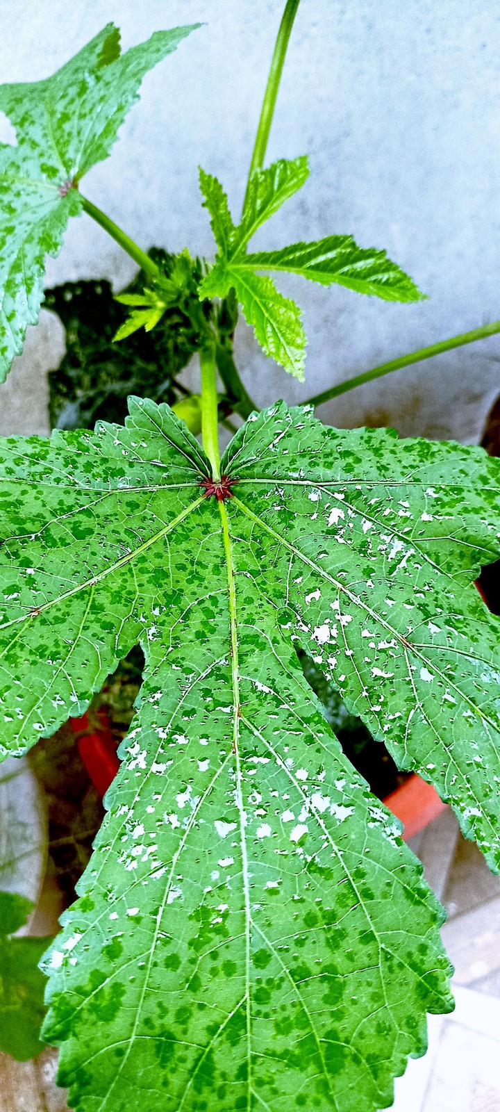 Leaf