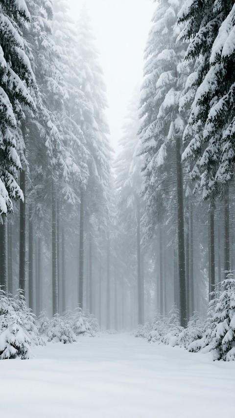 branch, fog वॉलपेपर