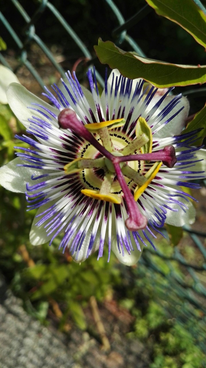 Blüte