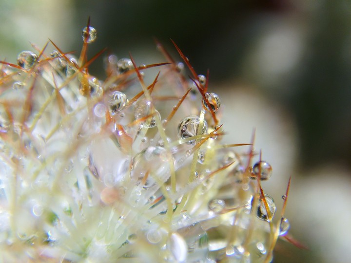 Cactus with water drops