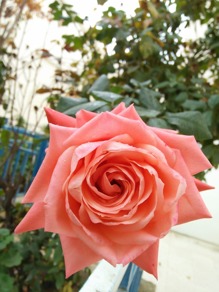 flower in my house