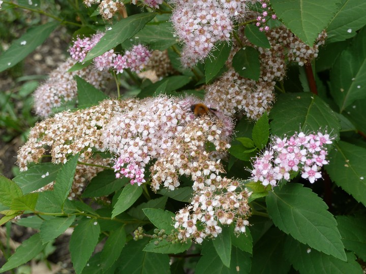 Spiraea