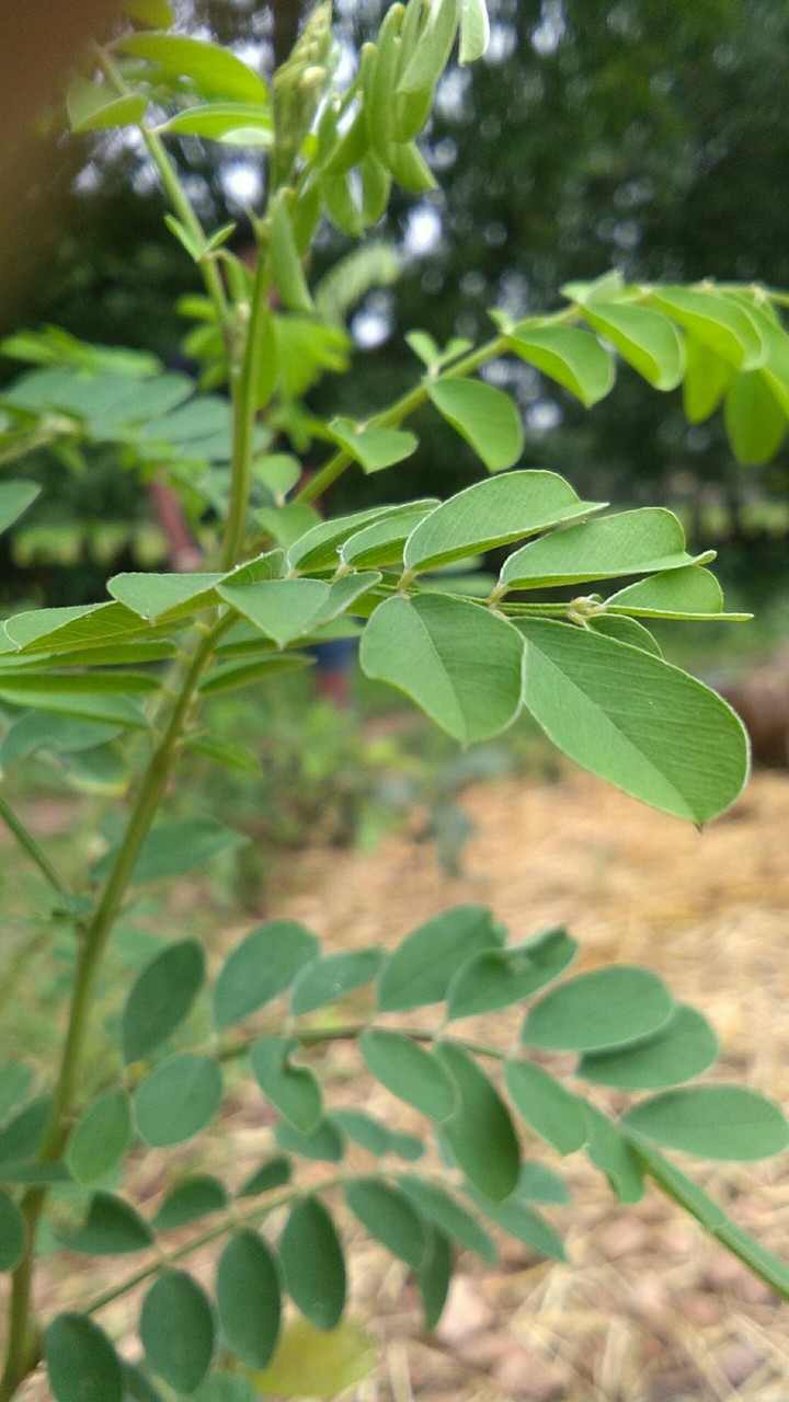 leaf
