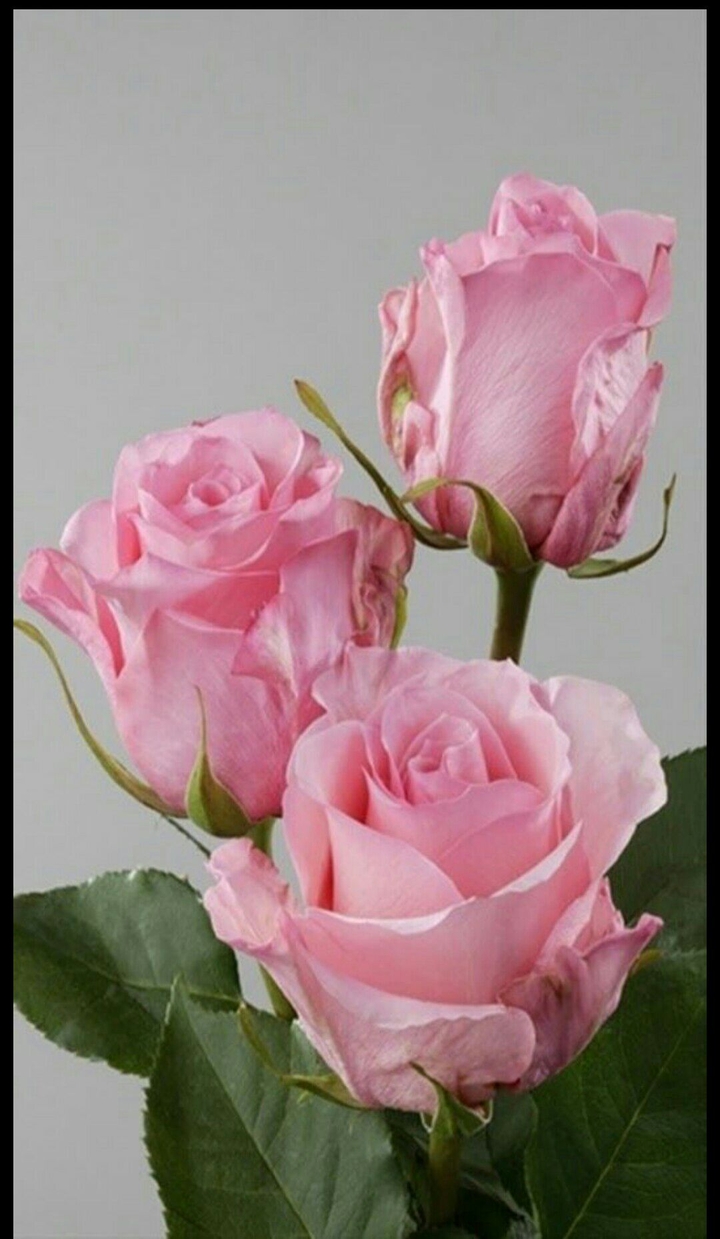 pink rose