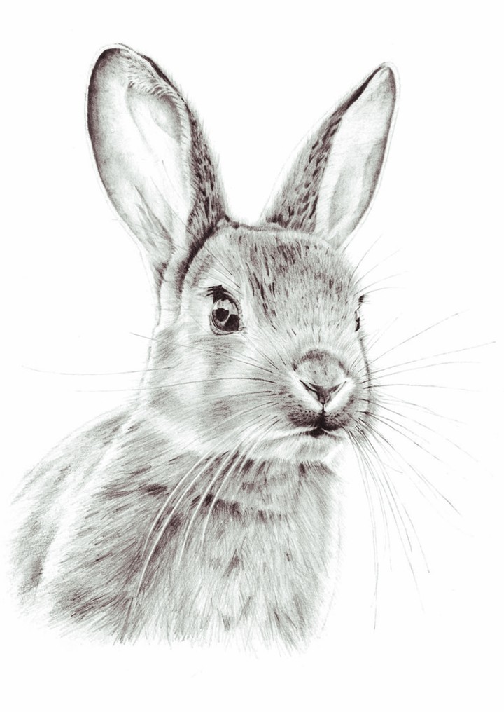 Rabbit