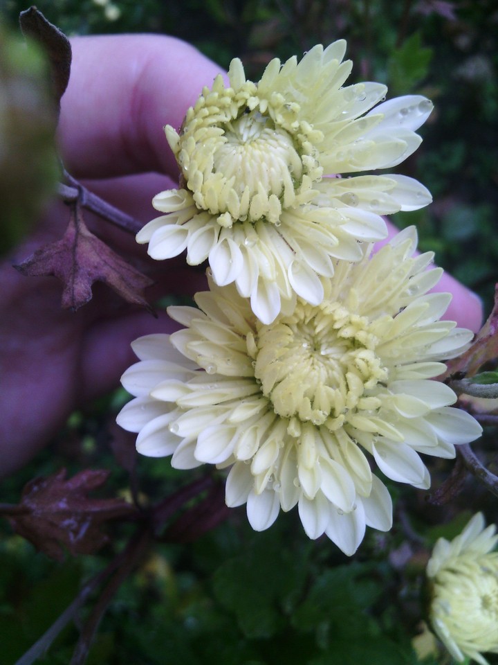 Flowers