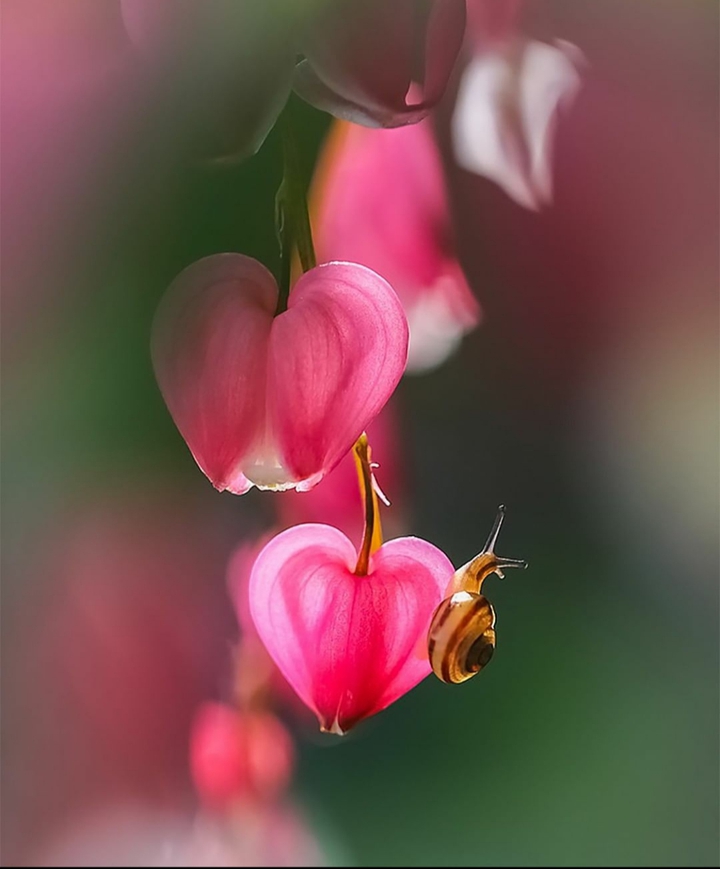 snail