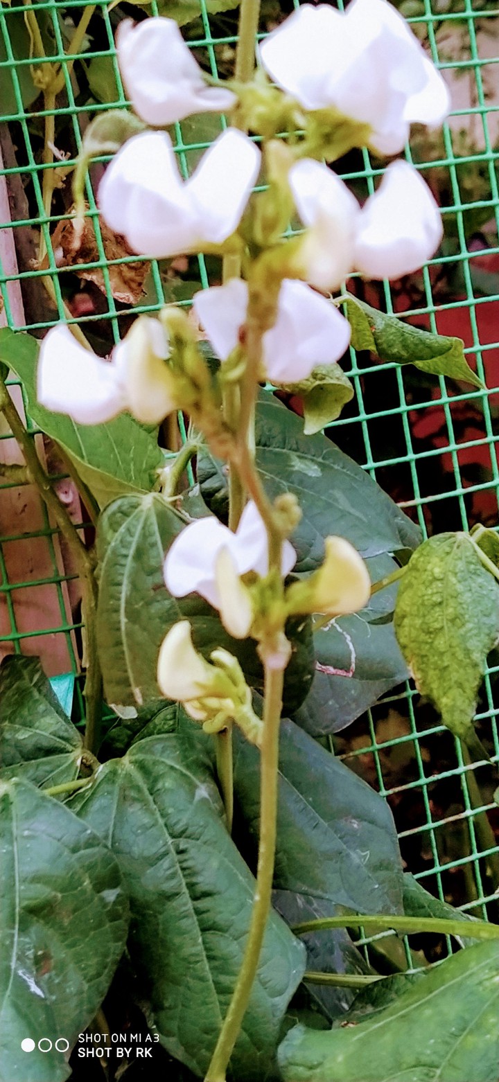 white flowers...