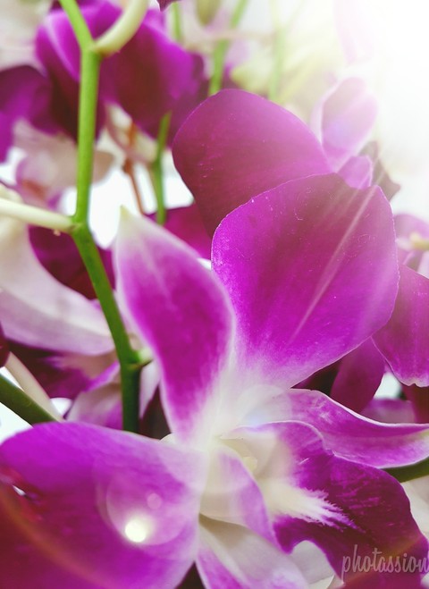 flower petals