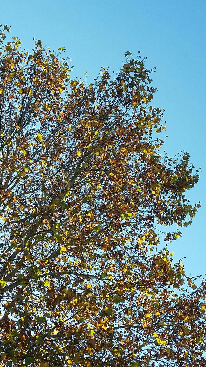 Golden tree