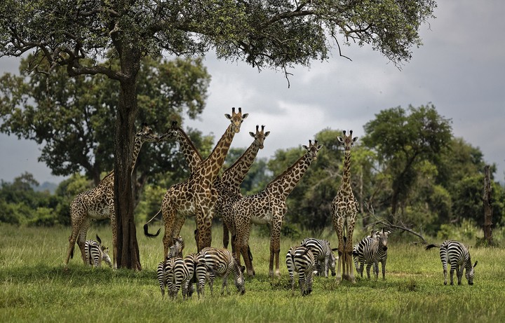 Africa