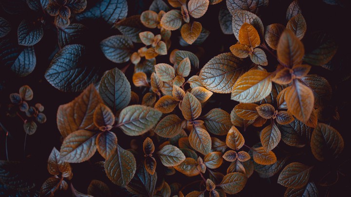 Brown Leaves