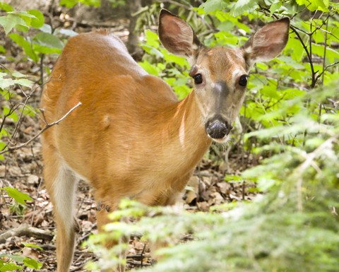 Deer