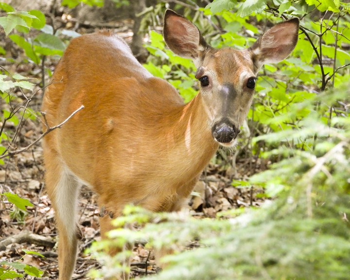 Deer