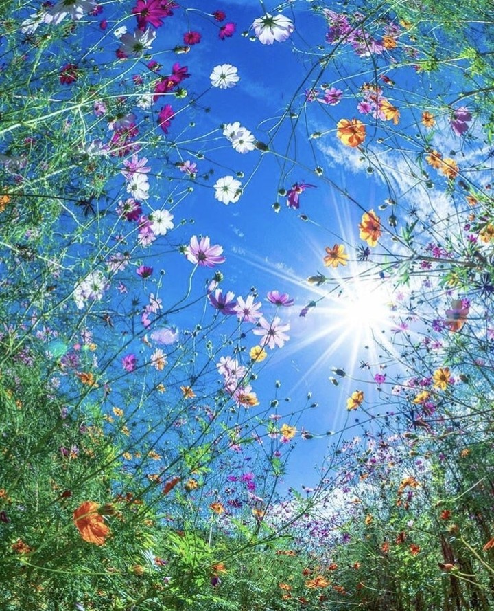 صورة صباحية شنو رئيكم بيها