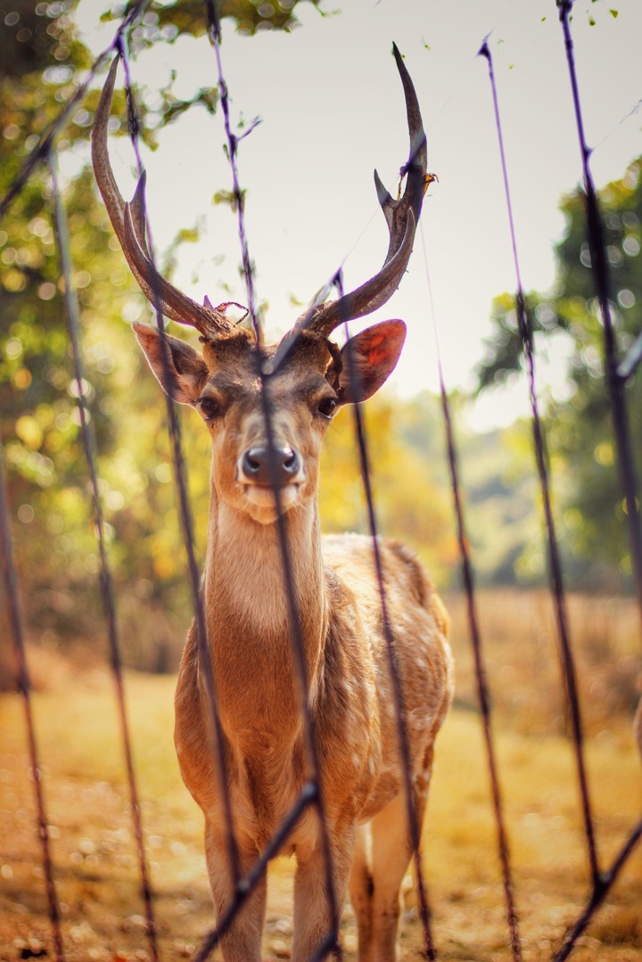 Deer