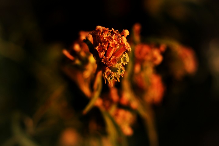 flower bud