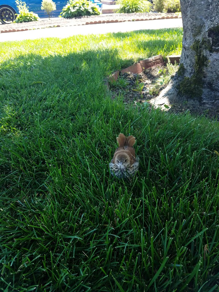 baby bird