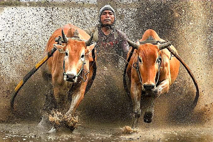 bull and this day of Pongal is for celebration of cattle