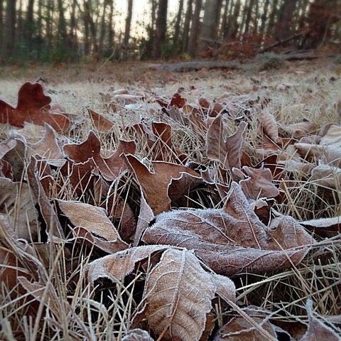 Frosty