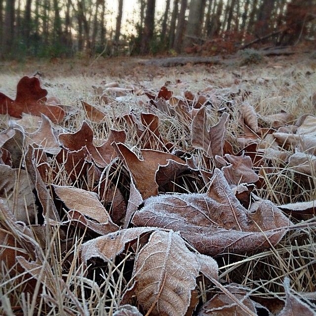 Frosty