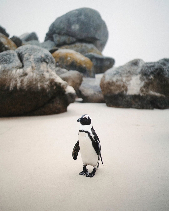 Pinguin