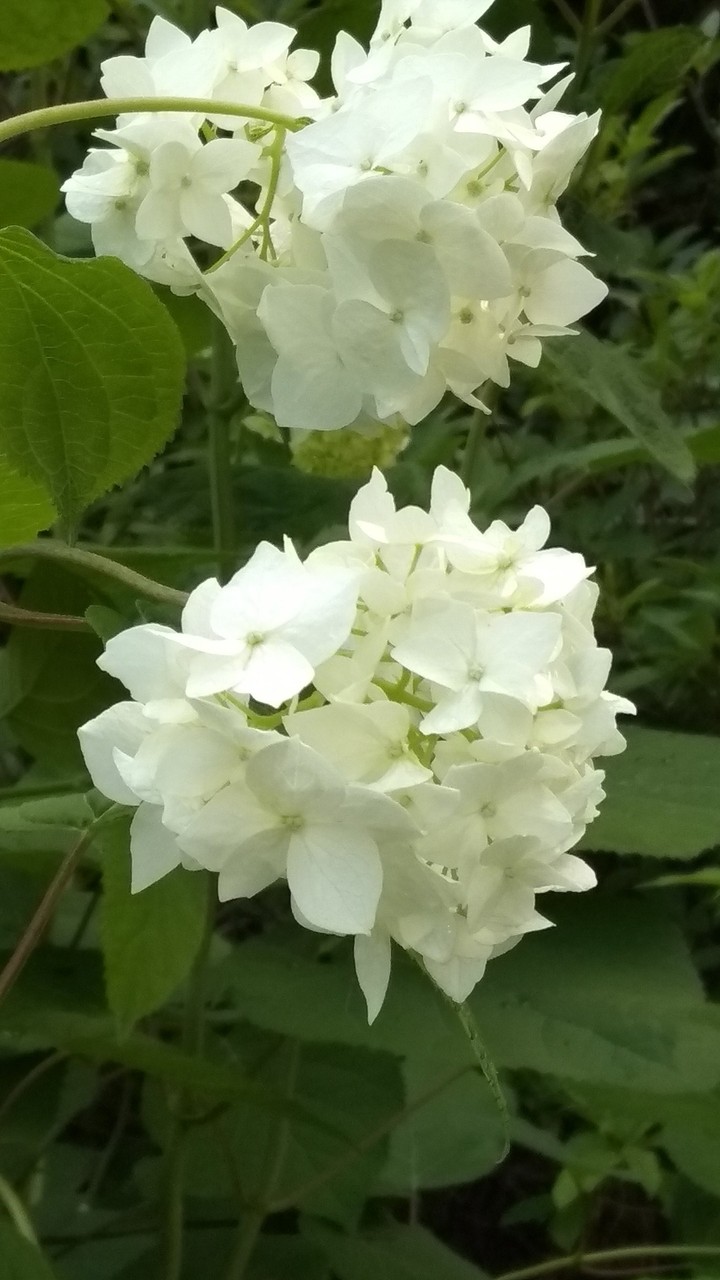 white flowers